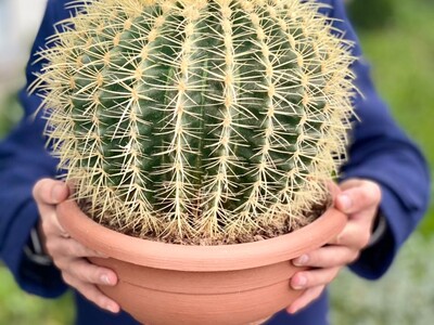 Купить Кактусы - суккулент в горшке в Минске с доставкой в магазине флористики Садовская в Минске